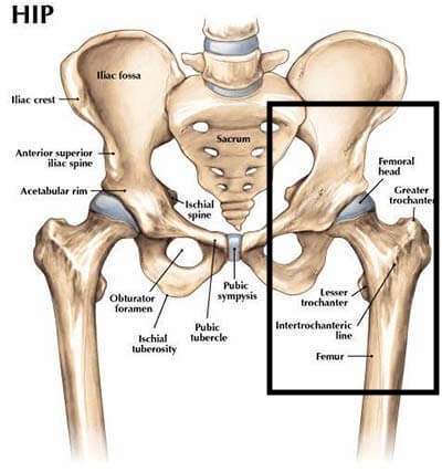 Ever Have Hip Pain? Read this to find out what it is! - Lattimore Physical  Therapy
